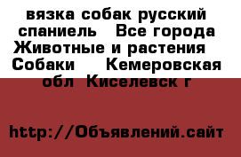 вязка собак русский спаниель - Все города Животные и растения » Собаки   . Кемеровская обл.,Киселевск г.